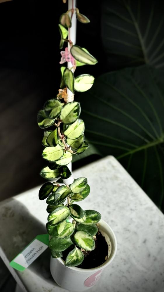 HOYA MATHILDE VARIEGA