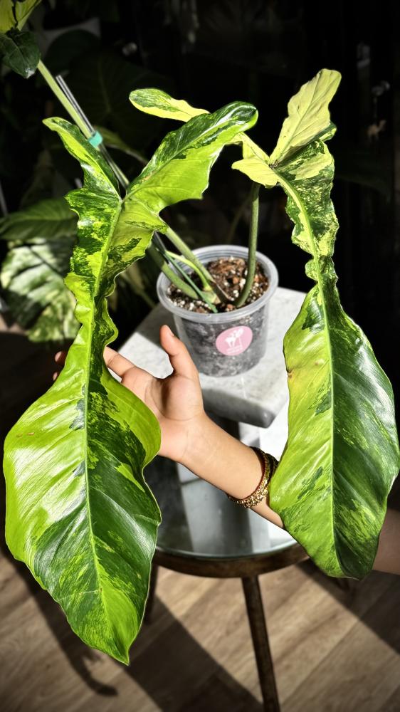 philodendron joepii variegated