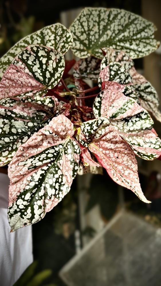 BEGONIA REX MIX VARIETIES