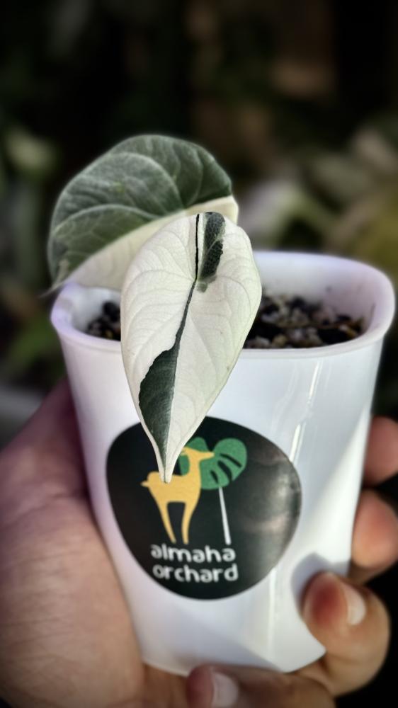ALOCASIA MELO ALBO