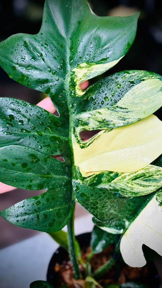 PHILODENDRON DISTANTILOBUM VARIEGATED