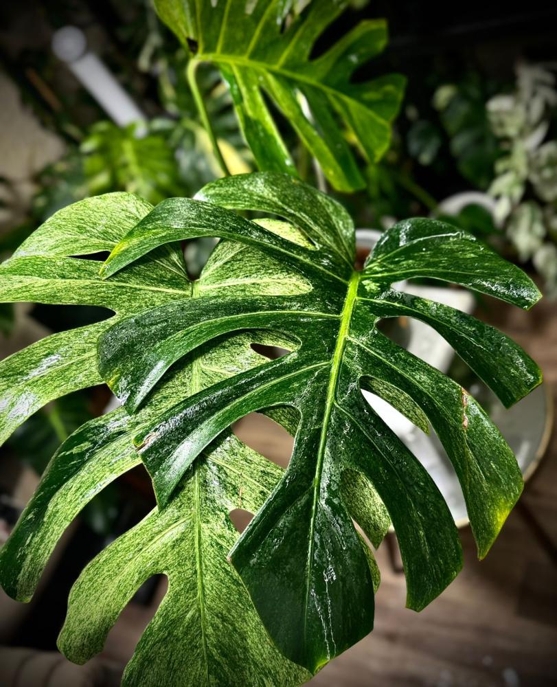 MONSTERA DELICIOSA FULL MINT
