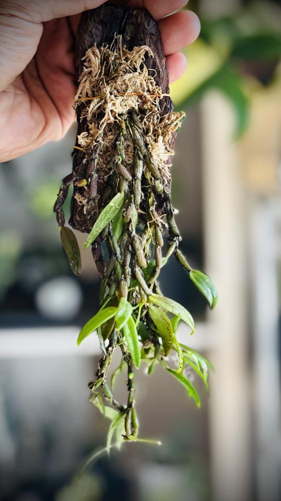 BULBOPHYLLUM TORTUOSUM ORCHID