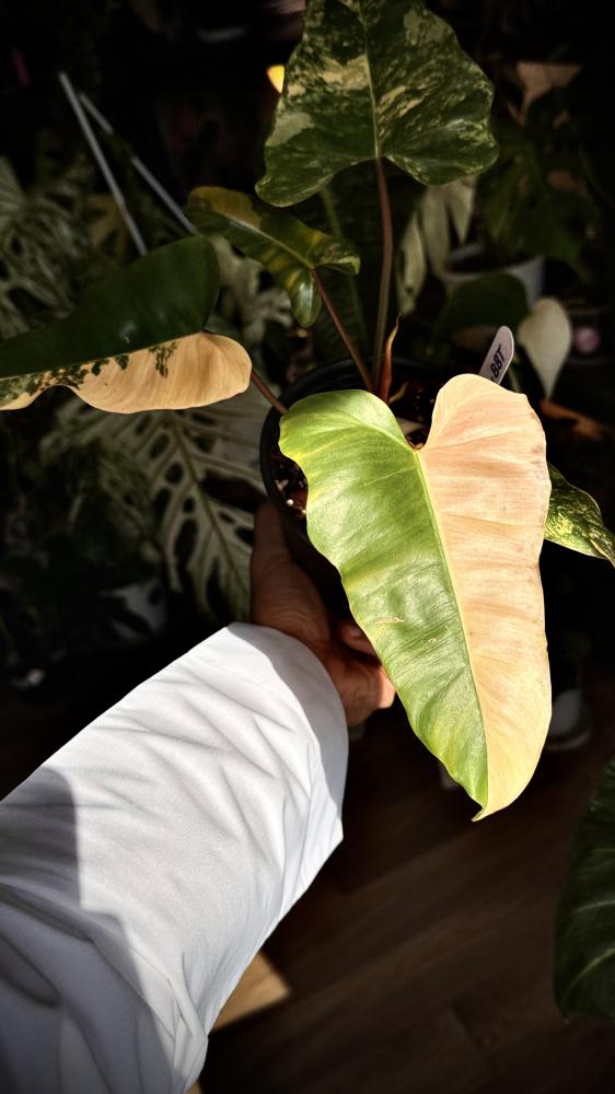 Philodendron (Florida x Mayoi) x Black Bellietiae