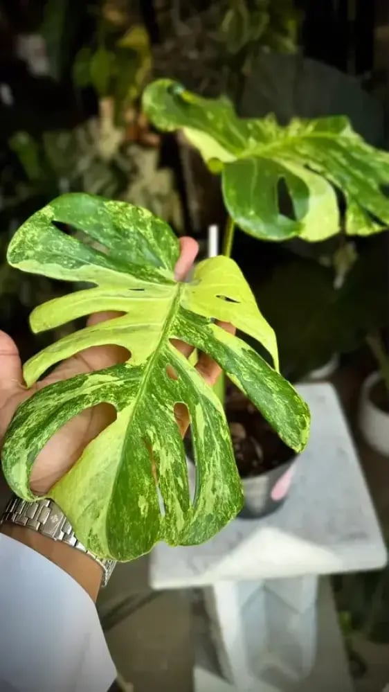 MONSTERA OCEAN  MINT