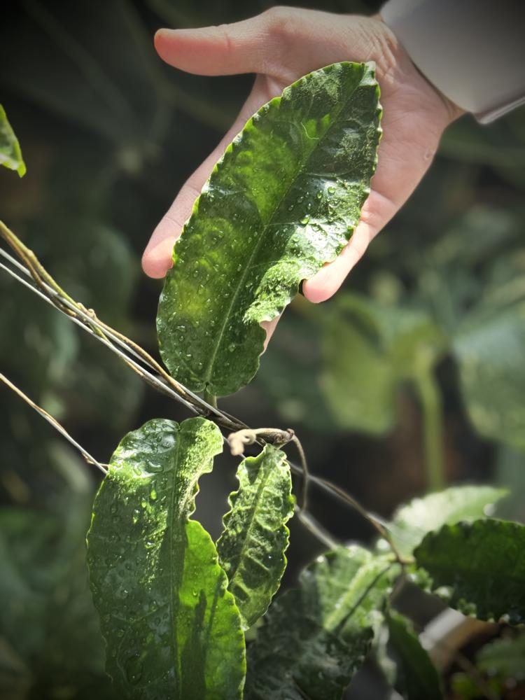 HOYA VERSTEEGII