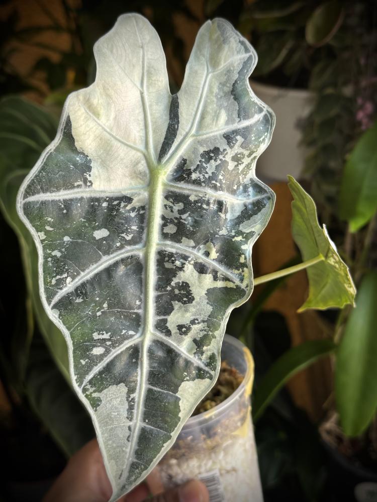 ALOCASIA AMAZONICA POLLY VARIEGATED