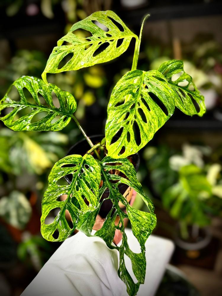MONSTERA LANIATA MOTTLED  Variegated