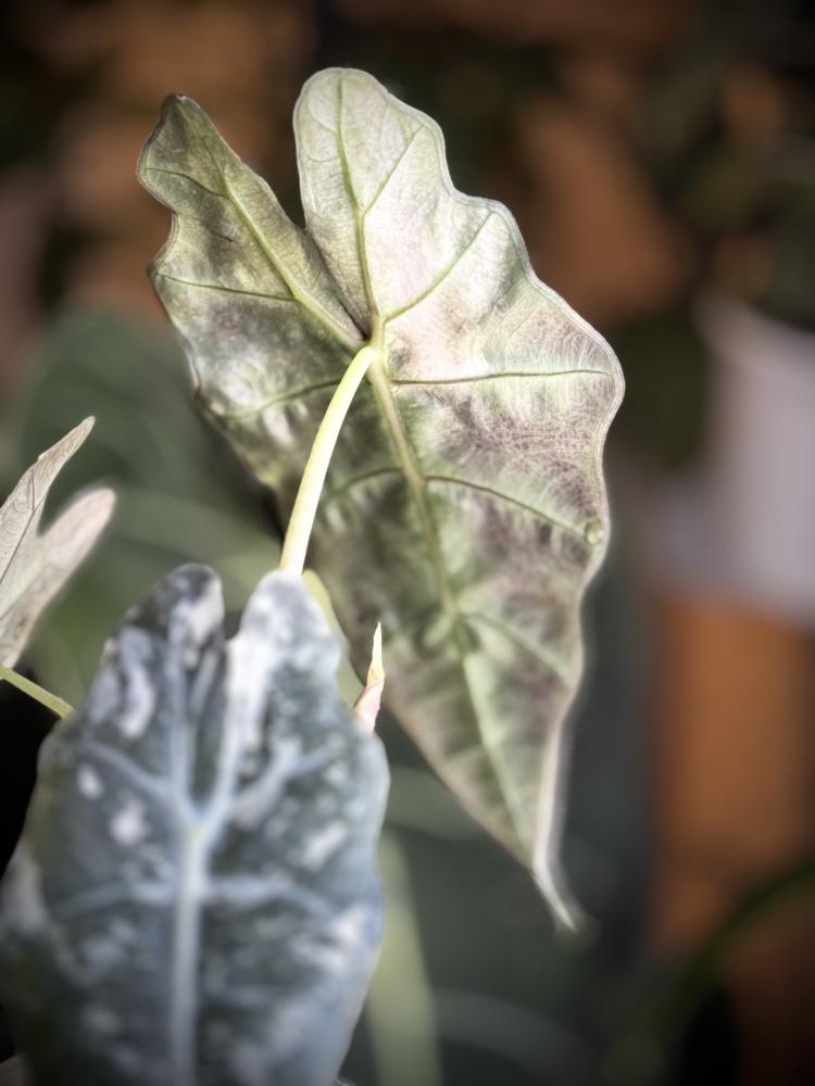ALOCASIA AMAZONICA POLLY VARIEGATED