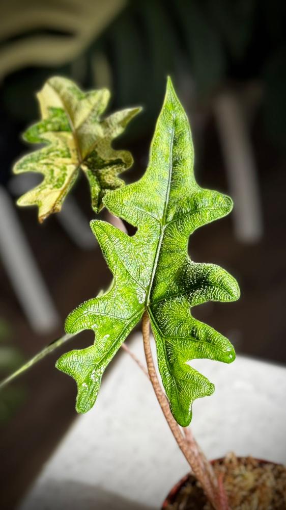 ALOCASIA JACKLYN AUREA