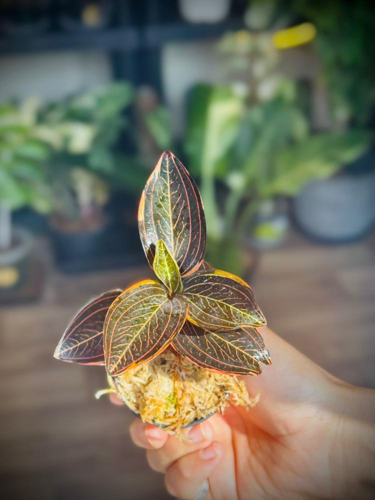 LUDISIA DISCOLOR Variegated. JEWEL