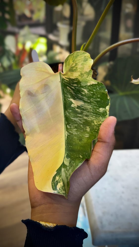 PHILODENDRON HYBRID Marron