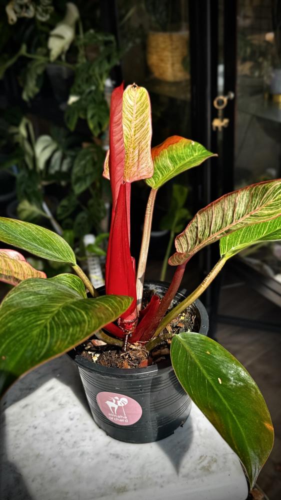 PHILODENDRON BIRKIN PINK