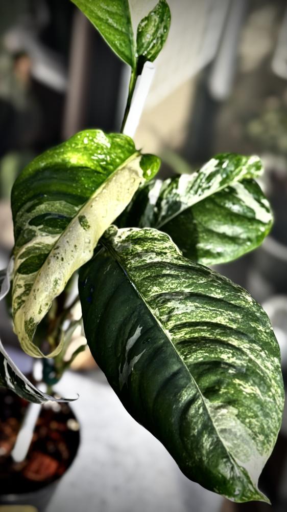 RHAPHIDOPHORA PUBERULA Variegated