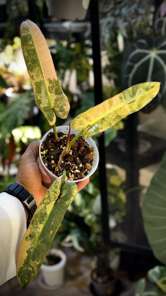 philodendron ataba pink variegated
