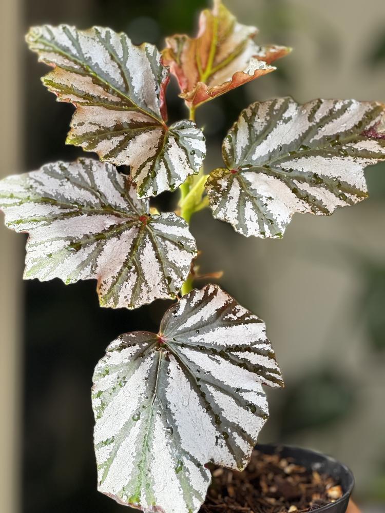 BEGONIA REX MIX VARIETY