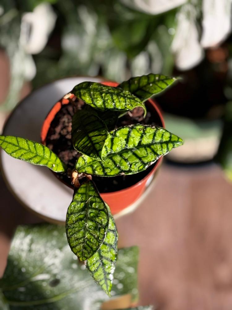 hoya callistophylla