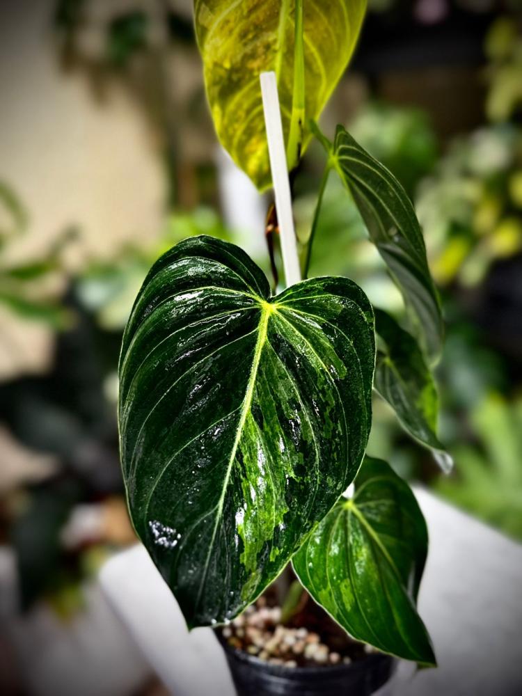 PHILODENDRON MELANO Variegated