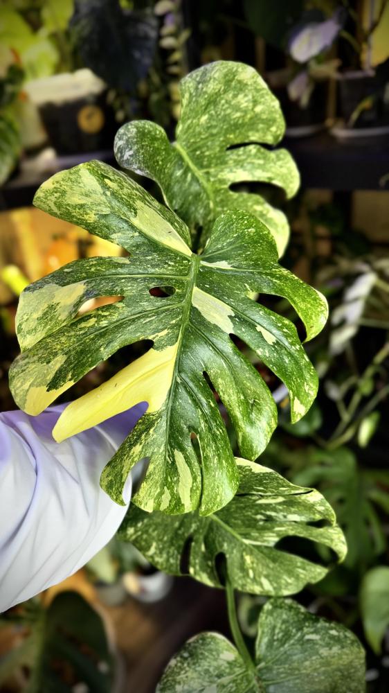 MONSTERA DELICIOSA LEGAZY