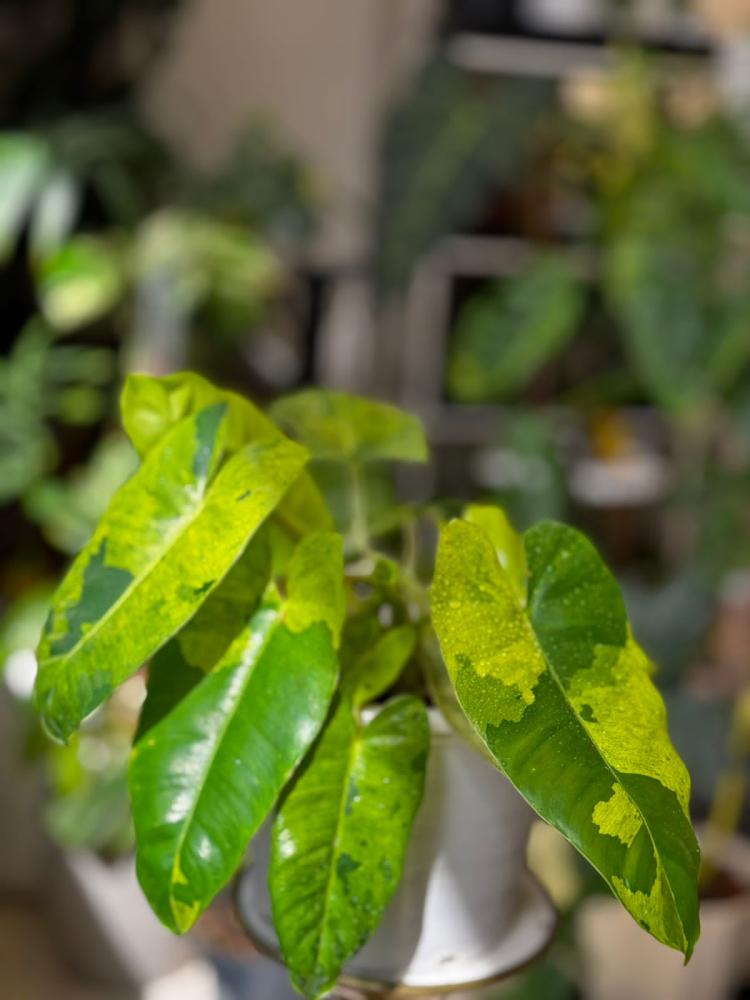 philodendron burle marx mint