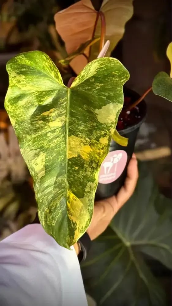 Philodendron (Florida x Mayoi) x Black Bellietiae