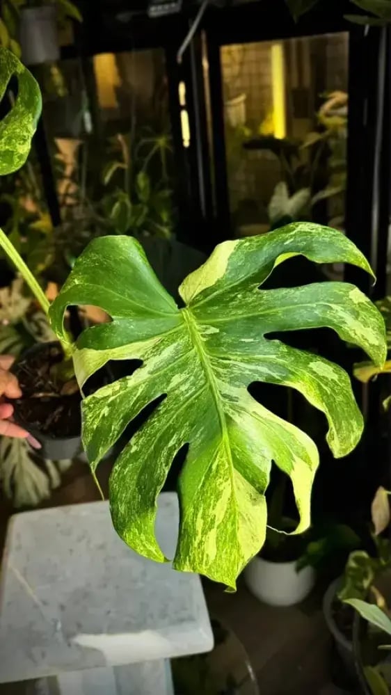 MONSTERA OCEAN  MINT