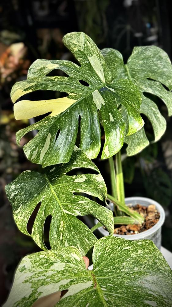 MONSTERA DELICIOSA LEGAZY