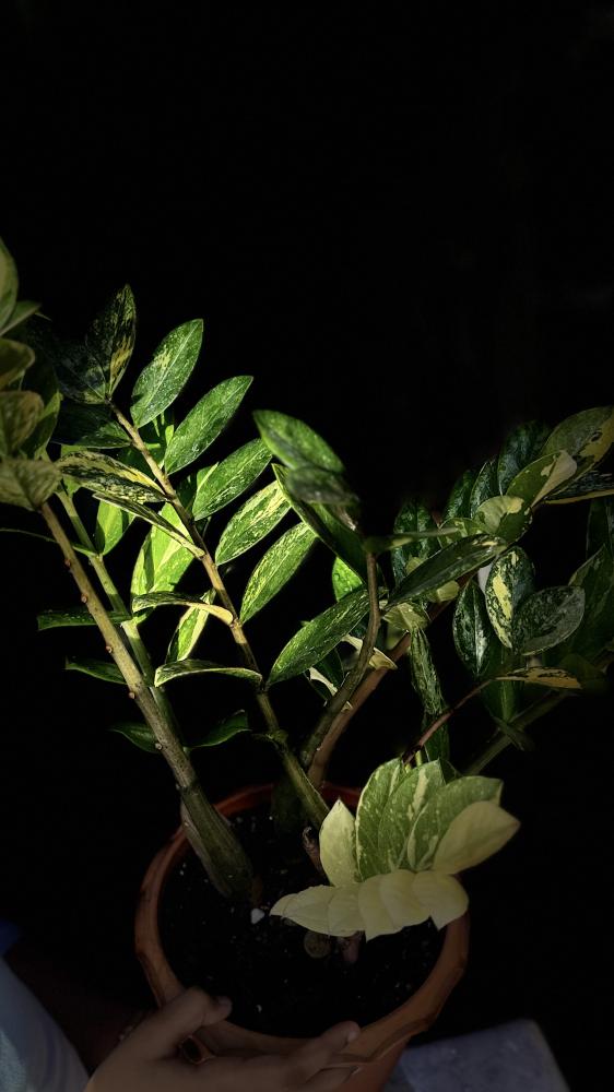 ZAMIOCULCAS ZAMIIFOLIA AUREA VARIEGATED