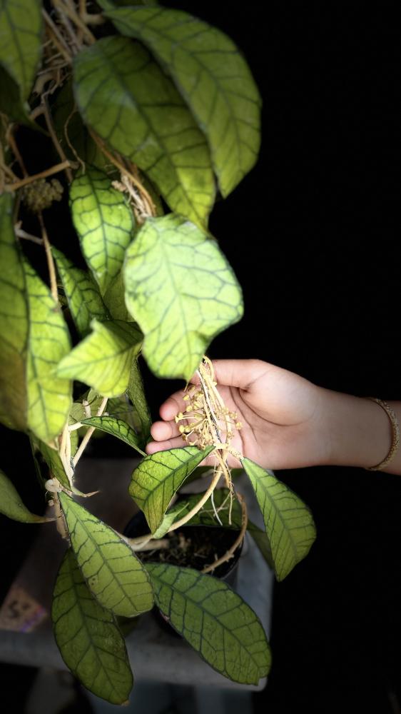 HOYA Kalimantan