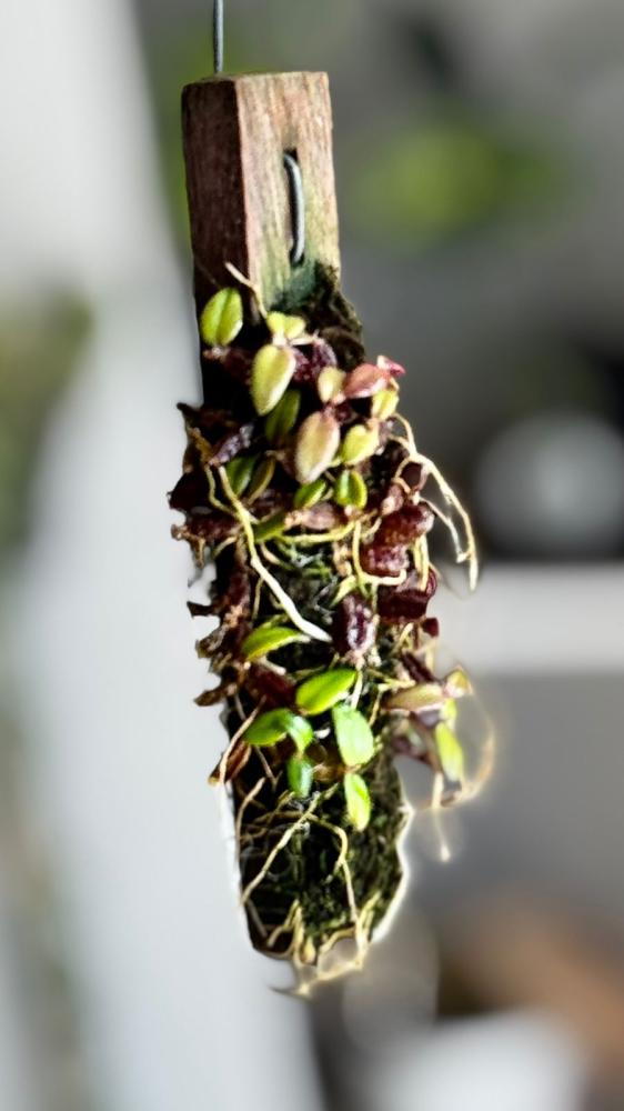 DENDROBIUM HYMENANT