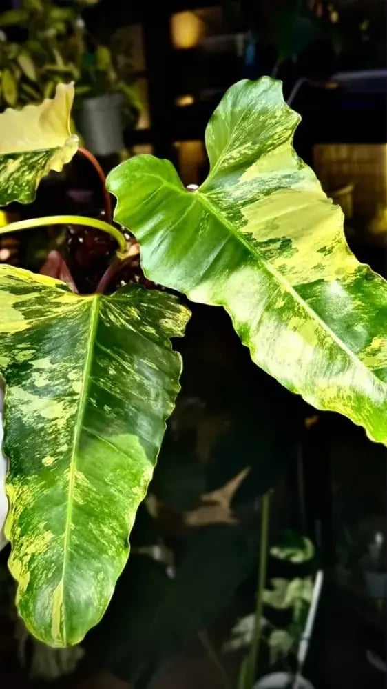 PHILODENDRON HYBRID Marron