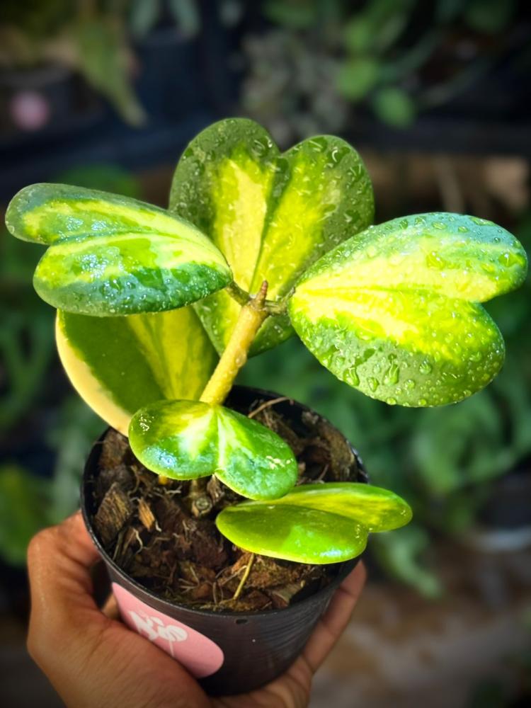 HOYA KERRII REVERSE Variegated