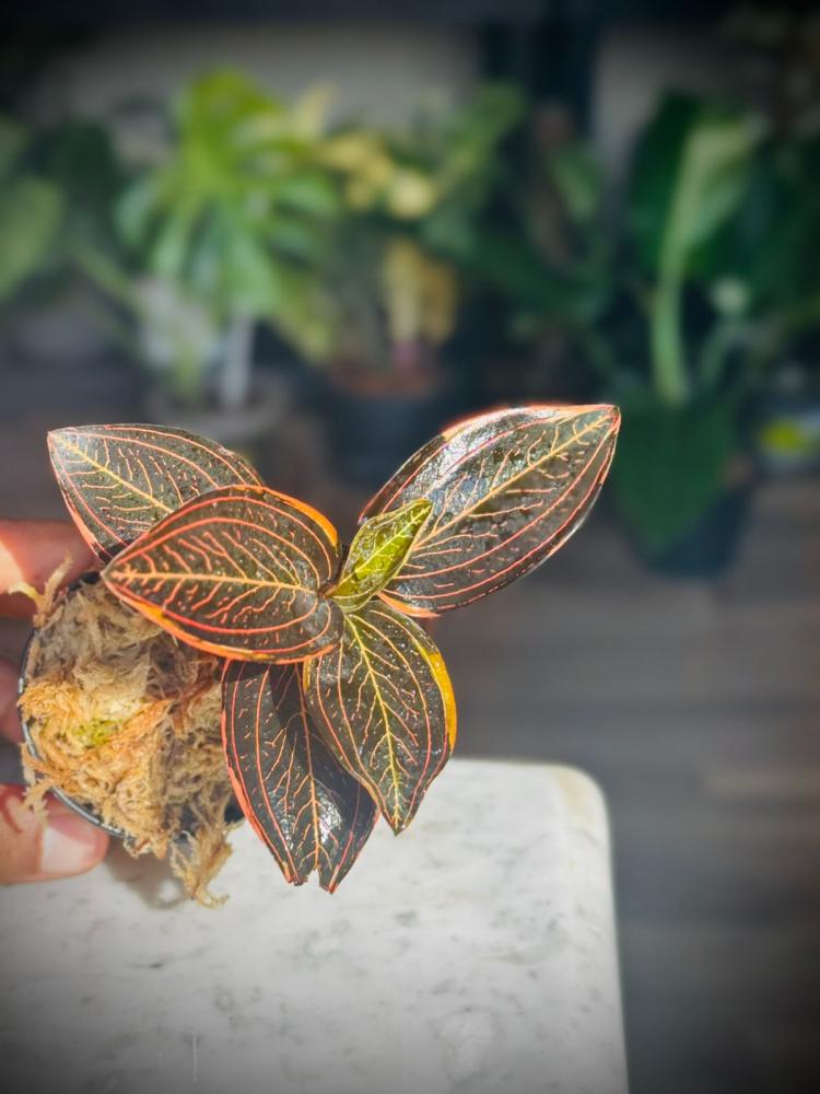 LUDISIA DISCOLOR Variegated. JEWEL