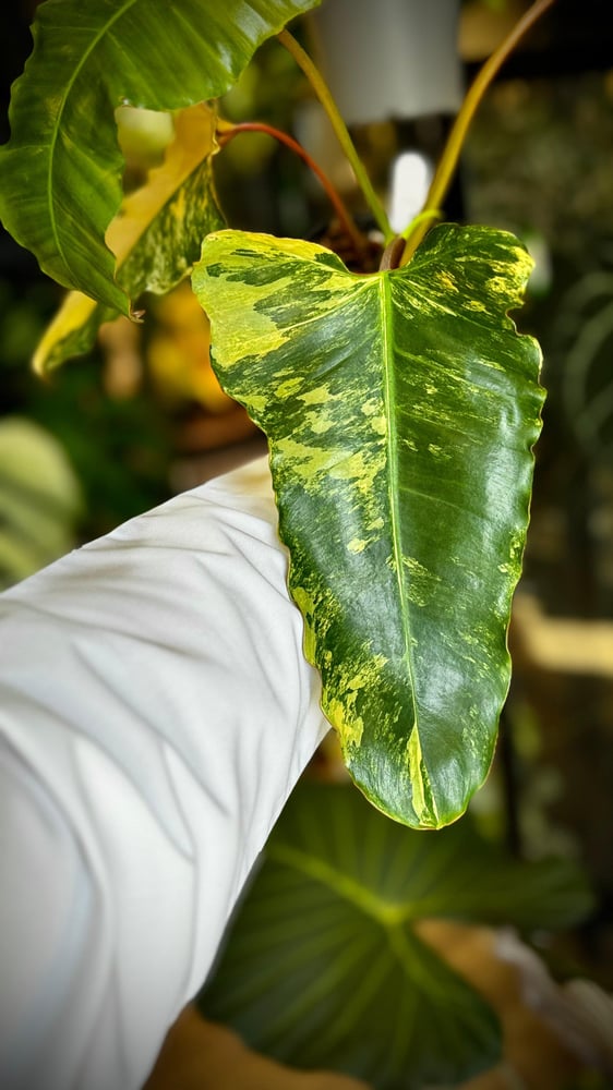 PHILODENDRON HYBRID Marron