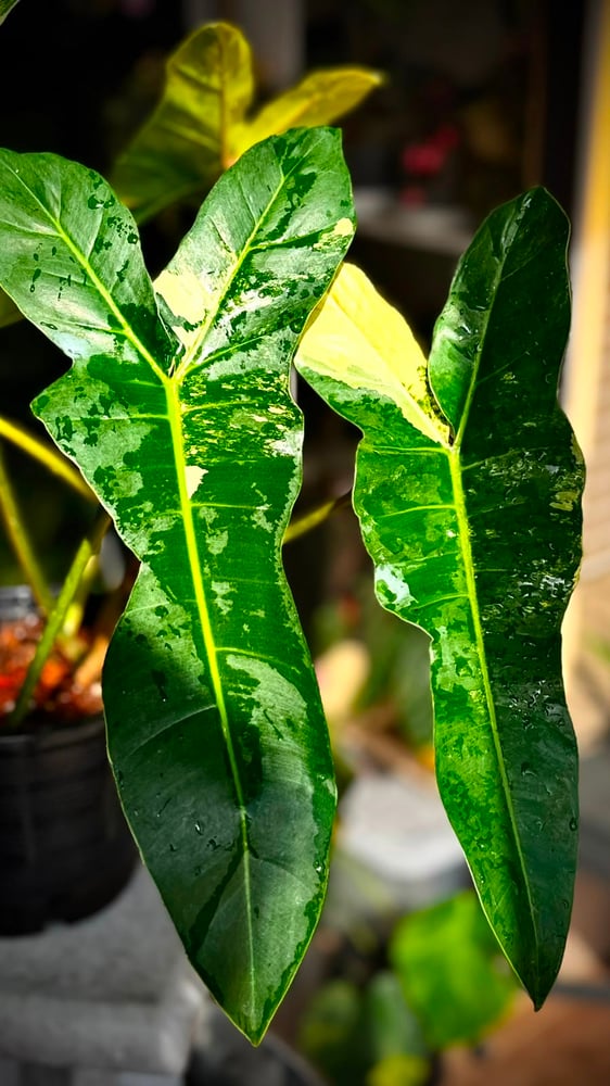 PHILODENDRON FLORIDA X BILLIETIAE