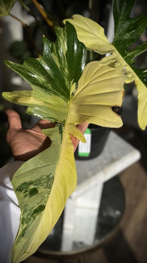 PHILODENDRON FLORIDA X MAYOI