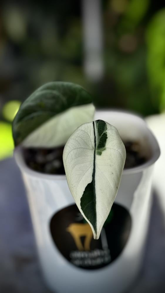 ALOCASIA MELO ALBO