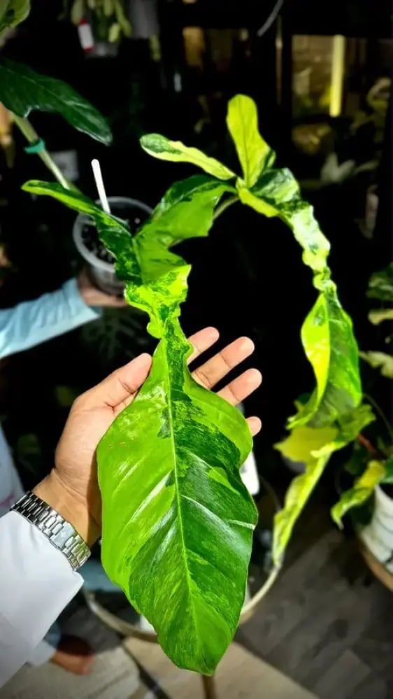 philodendron joepii variegated