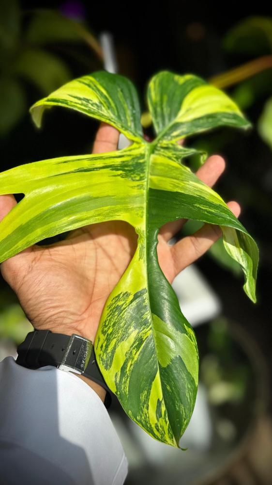 PHILODENDRON FLORIDA x SQUAMIFERUM VARIEGATED