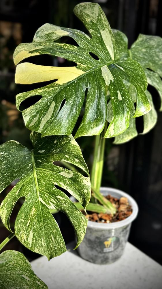 MONSTERA DELICIOSA LEGAZY