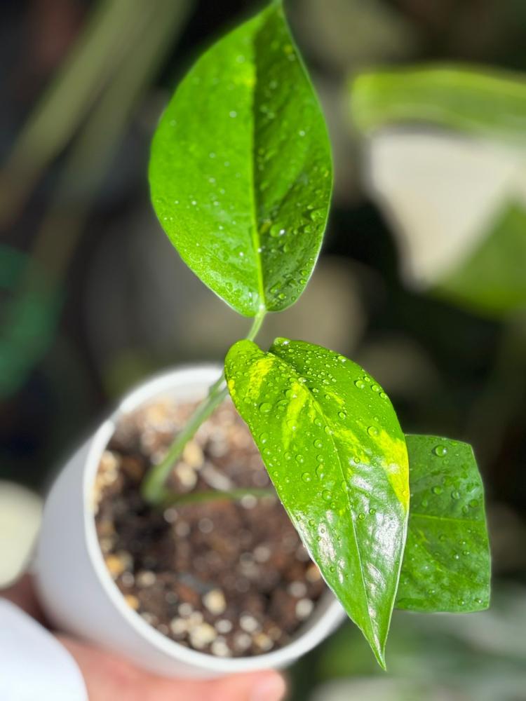 Epipremnum Pinnatum Yellow Variegated