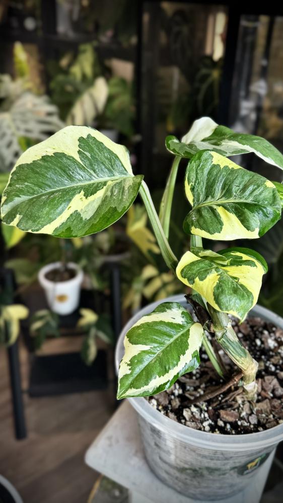 POTHOS  MANJULA (GIANT) BIG