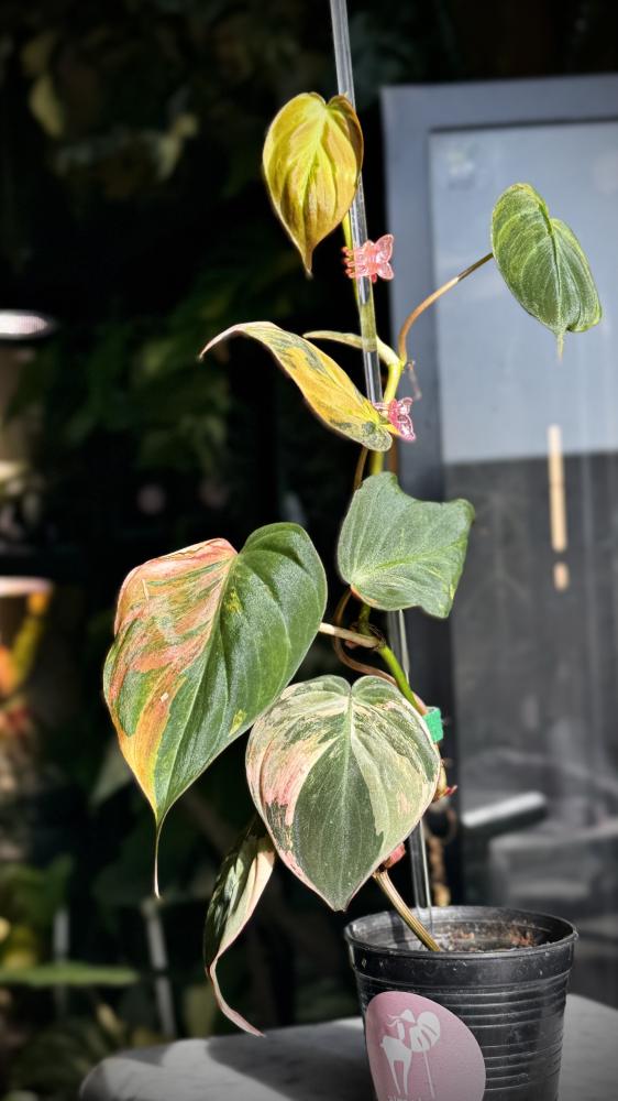 philodendron micans variegated