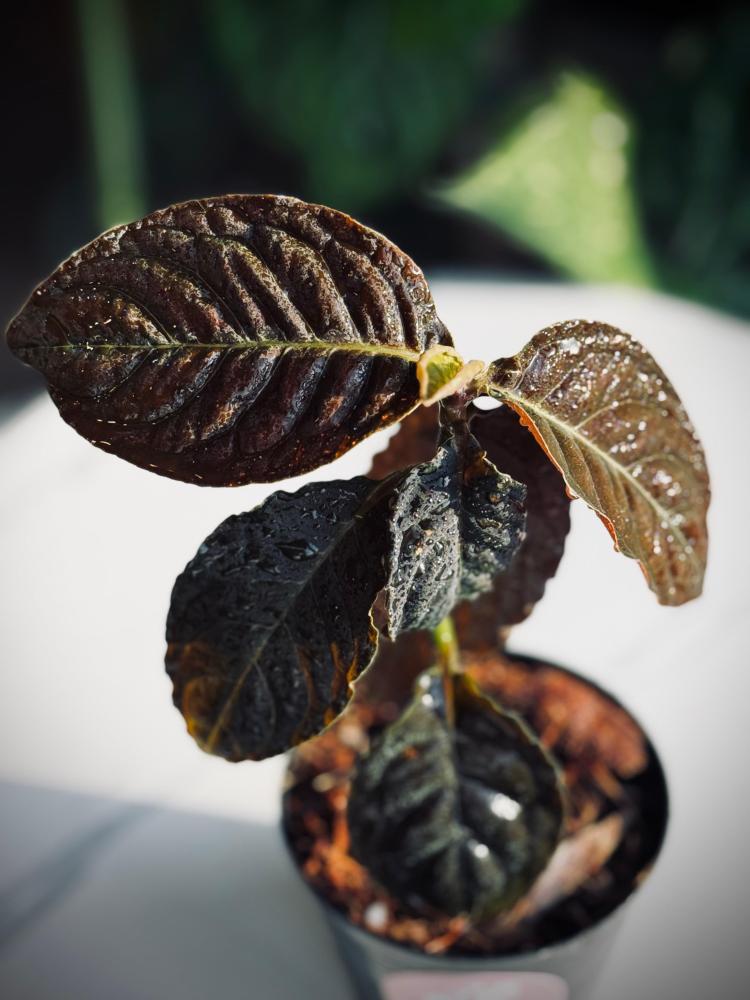 ARDISIA BLACK BOAT