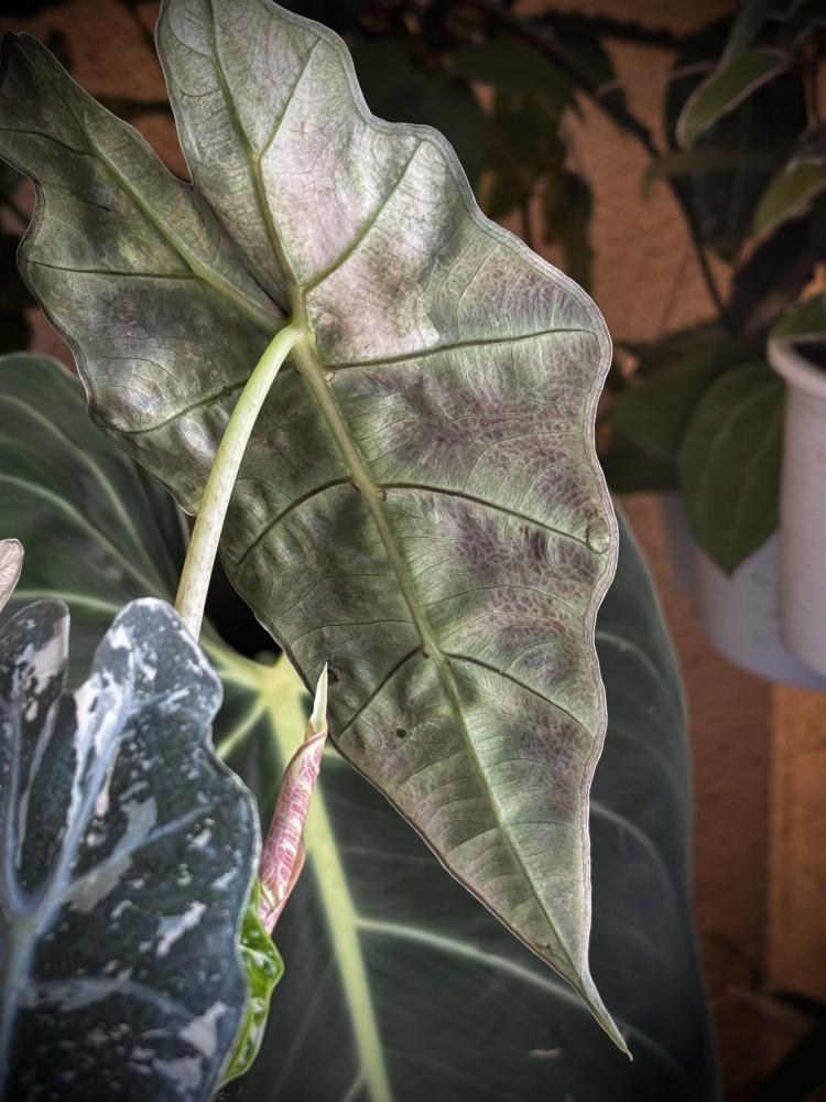 ALOCASIA AMAZONICA POLLY VARIEGATED