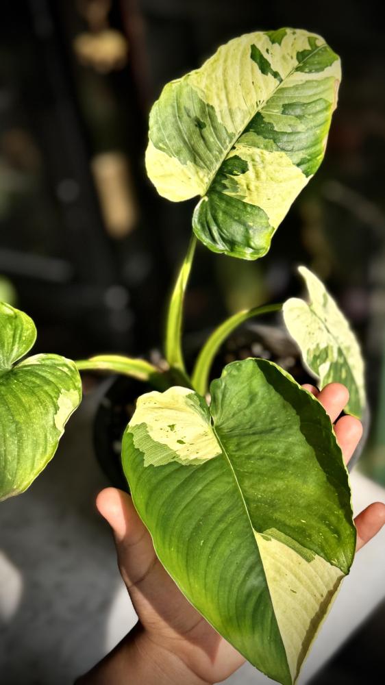 MONSTERA LANIATA MOTT