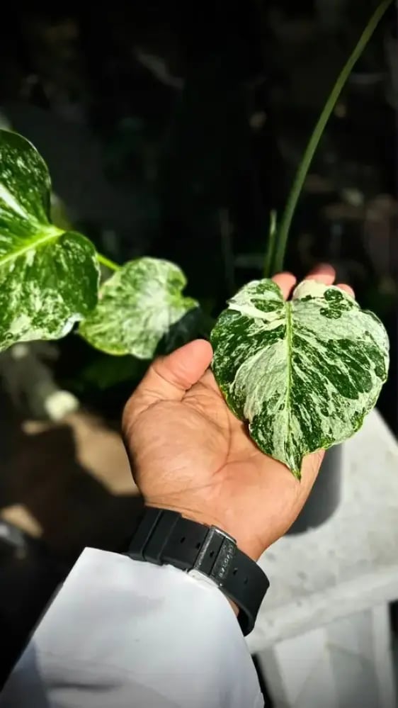 MONSTERA OCEAN ALBO