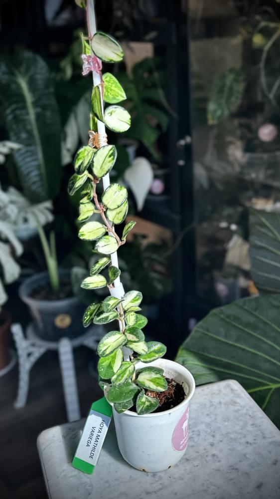 HOYA MATHILDE VARIEGA
