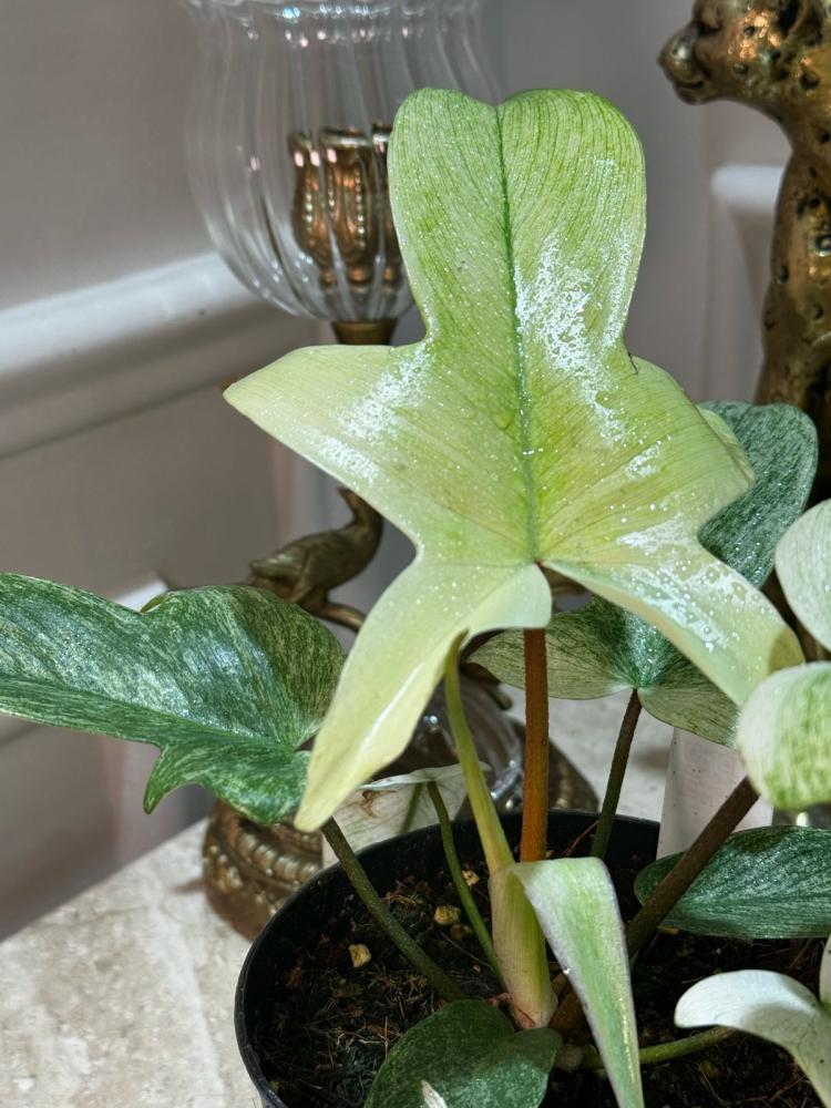 فيلوديندرون فلوريدا قوست - Philodendron Florida Ghost