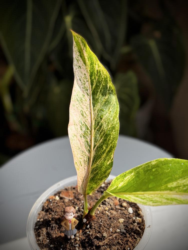 ANTHURIUM HOOKERI BIGRDS V